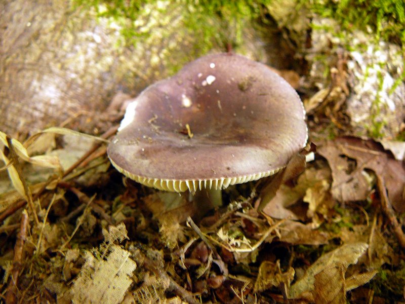 Russula lilacea